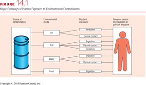 Major pathways of human exposure to environmental contaminants