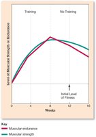 Graph showing loss of muscular strength and endurance after stopping training