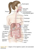 Organs of the digestive system and associated structures