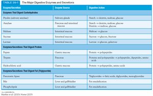 Major digestive enzymes and secretions