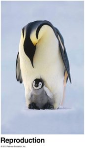 Reproduction in penguins