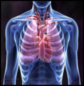 Anatomical location of the heart within the chest cavity
