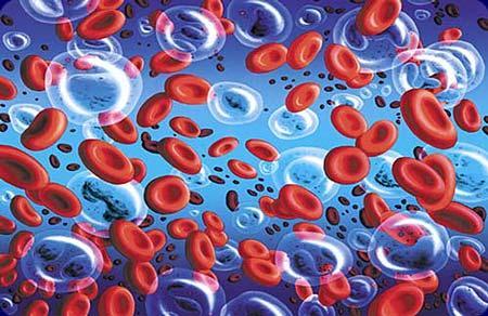 Illustration of blood plasma and cells