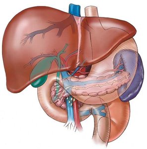 Diagram of liver and spleen