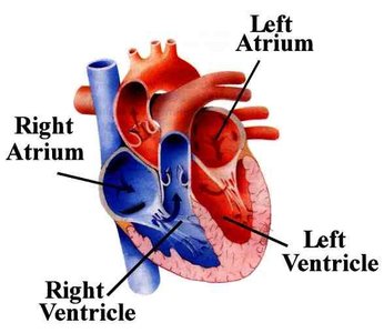 Diagram of the heart showing its four chambers