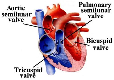 Diagram of heart valves