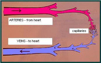 Diagram showing arteries, veins, and capillaries