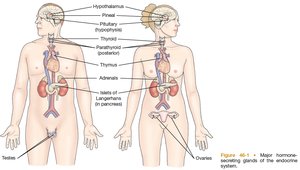 Major hormone-secreting glands of the endocrine system