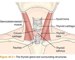 Thyroid gland and surrounding structures