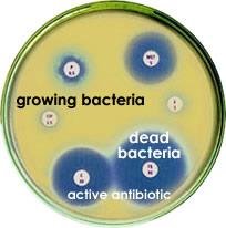 Antibiotic susceptibility test plate