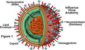 Influenza virus anatomy