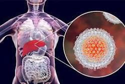 Hepatitis virus and liver