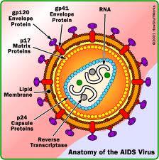 Anatomy of the AIDS virus