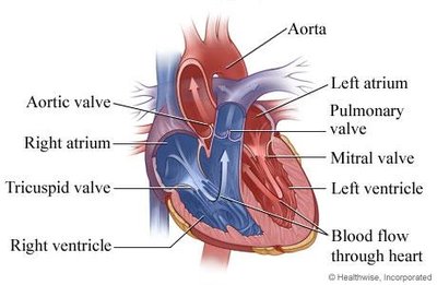 Heart anatomy and valves