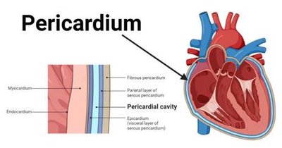 Pericardium and heart wall layers