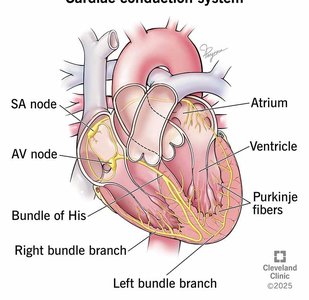 Cardiac conduction system