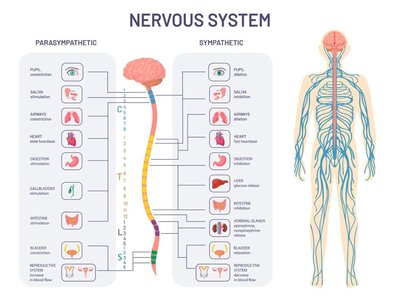 Nervous system diagram