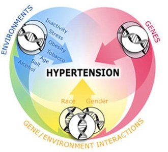 Hypertension gene/environment interaction diagram