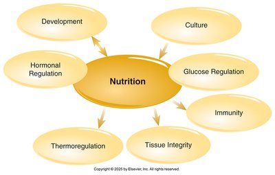Nutrition concept map