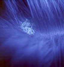 Ringworm lesion on animal skin under UV light