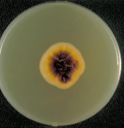 Dermatophyte culture on agar plate