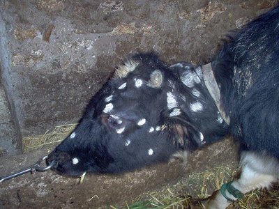 Ringworm lesions on animal's face