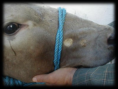 Ringworm lesions on animal's muzzle