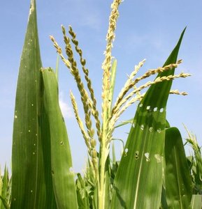 Healthy maize plant, susceptible to fungal contamination