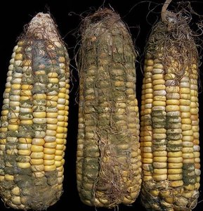 Moldy maize cobs contaminated with mycotoxins