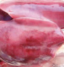 Liver showing aflatoxicosis damage