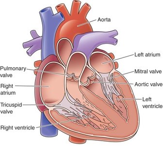 Anatomy of the heart showing the four valves
