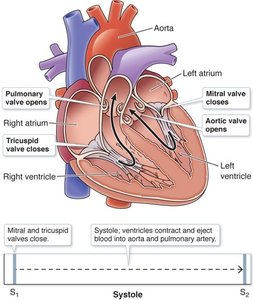 Heart diagram showing valve closure during systole