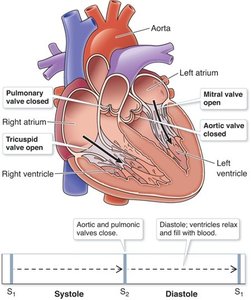 Heart diagram showing valve closure during diastole