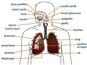Diagram of the respiratory system