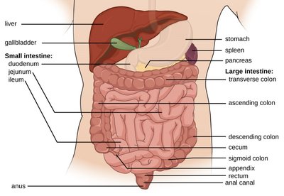 Salivary glands and esophagus