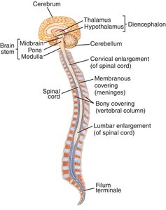 Diagram of the central nervous system