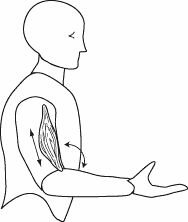 Diagram of muscle contraction during bicep curl