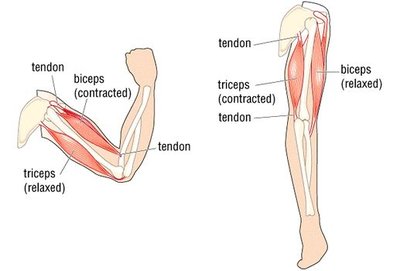 Diagram showing muscle pairs during arm movement