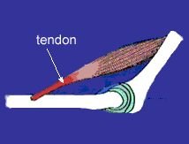Diagram showing tendon attachment to bone