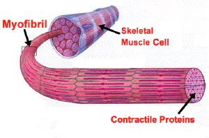 Diagram of skeletal muscle cell and myofibrils