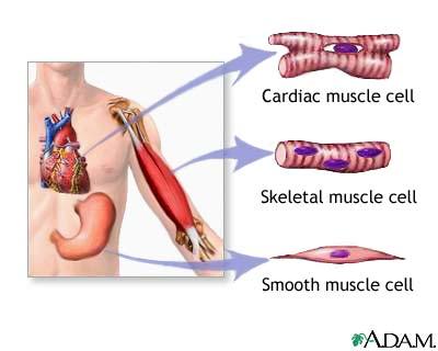 Diagram showing cardiac, skeletal, and smooth muscle cells