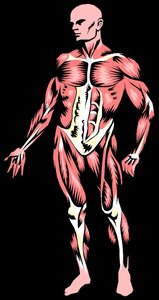 Human figure showing major skeletal muscles
