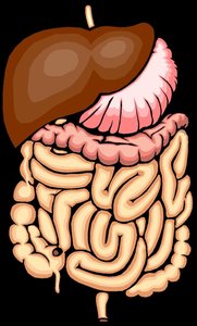 Digestive system organs