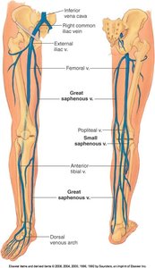 Veins of the leg