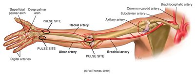 Arteries of the arm and pulse sites