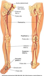 Arteries of the leg and pulse sites