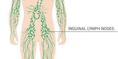 Inguinal lymph nodes diagram