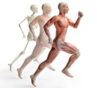 Illustration of skeleton, muscular, and skin layers in a running human