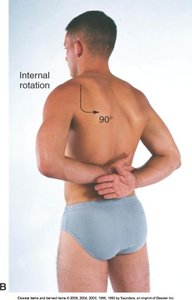 Shoulder internal rotation