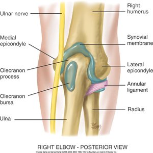 Elbow joint anatomy